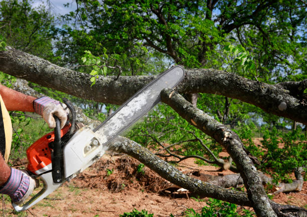 Leaf Removal in Moses Lake, WA