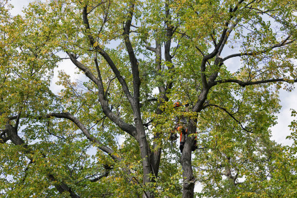 How Our Tree Care Process Works  in  Moses Lake, WA